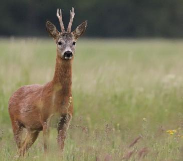 Rehbock im Mai