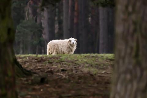 Schaf auf Wiese