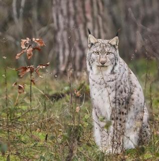 Luchs