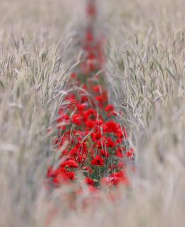 Mohn im Kornfeld