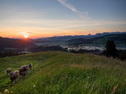 die Kühe im Sonnenaufgang