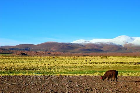 Altiplano in Bolivien