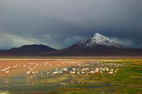 Altiplano in Bolivien