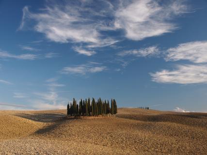 Zypressenwald in der Toscana