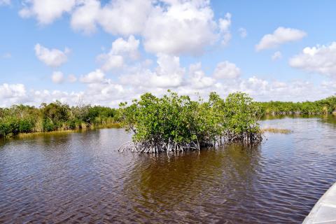 Everglades 