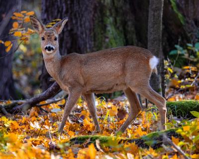 Reh im Herbst