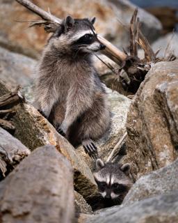 Waschbären Familie