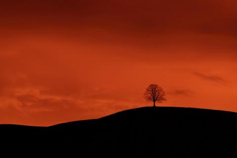  Unser Baum im Abendrot