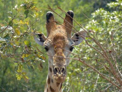 Wildlife