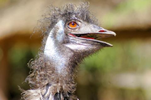 seltsamer Emu