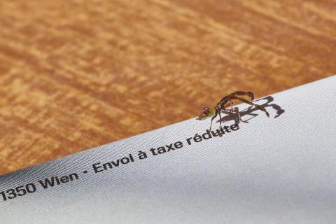 ein unbekanntes Tier spaziert über Papier