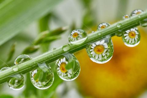 flowerdrops