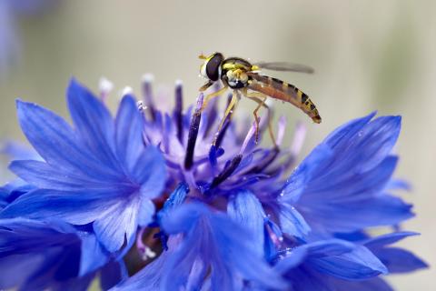 süßes Blau