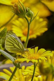 yellow flowerpower