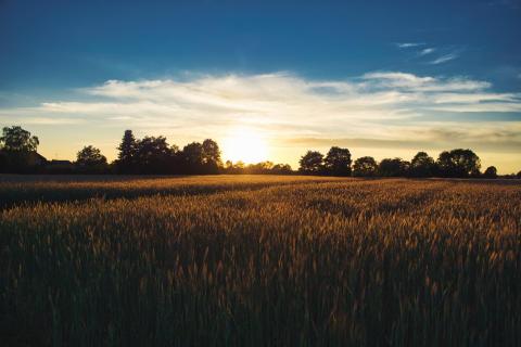 Sonnenuntergang im Kornfeld