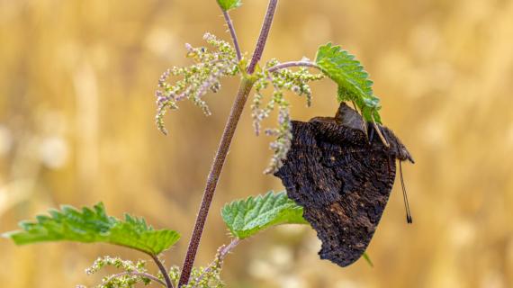 Schmetterling bei Eiablage