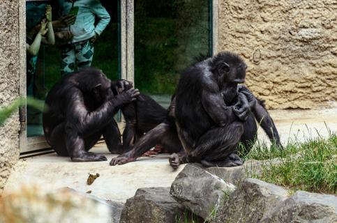 schimpanse aus westafrika