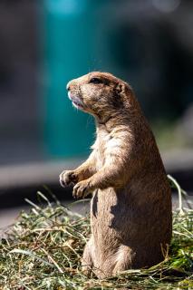 Blacktail prairie dog securing the area