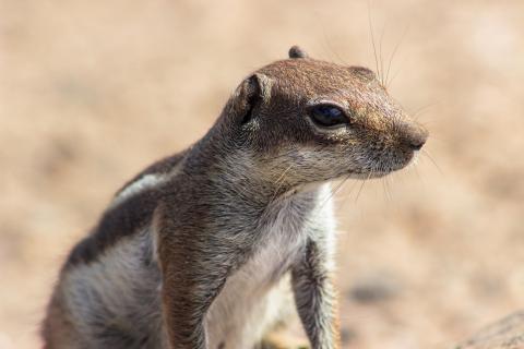 Streifenhörnchen in Fuerteventura