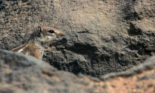 Streifenhörnchen in Fuerteventura