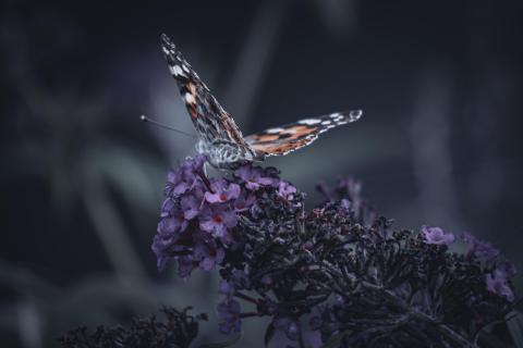 Schmetterling 