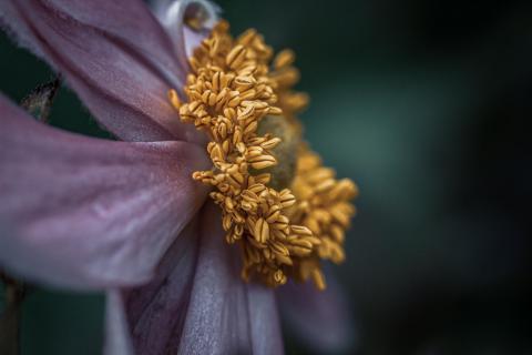 Blüte auf Augenhöhe fotografiert 