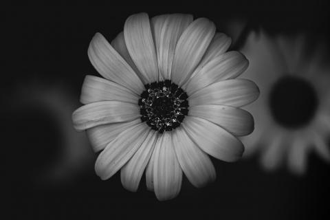 Blüte in schwarz und weiß 