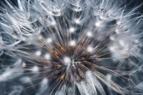 Pusteblume 
