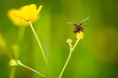 Käfer vor dem Abflug 