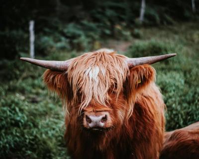 Brown Cow