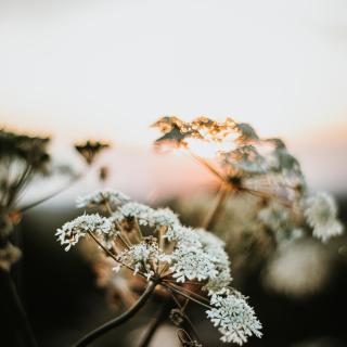 White Flower