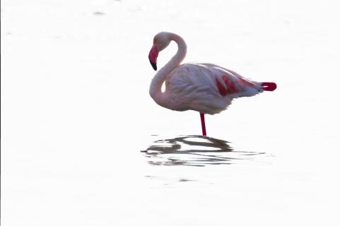 Flamingo High-key