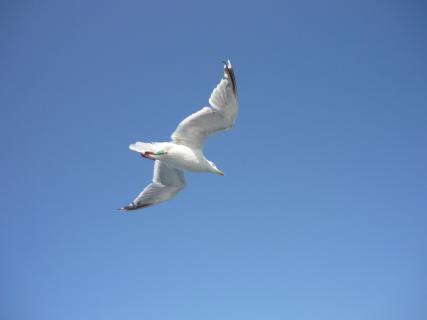 Seagull