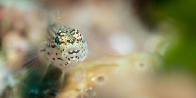 Blenny