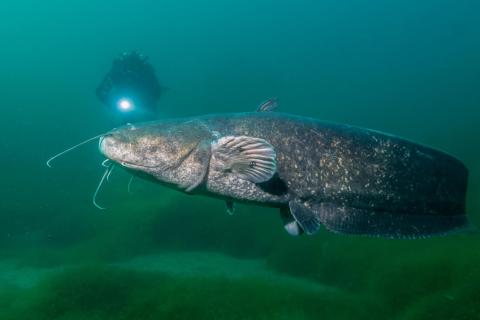 Begegnung im Baggersee