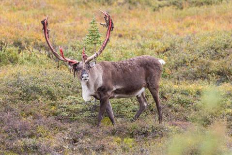 Caribou