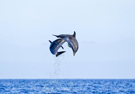 Delfine im Sprung