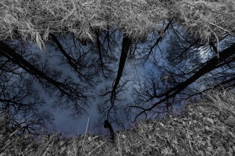 Spiegelung im Moorgebiet