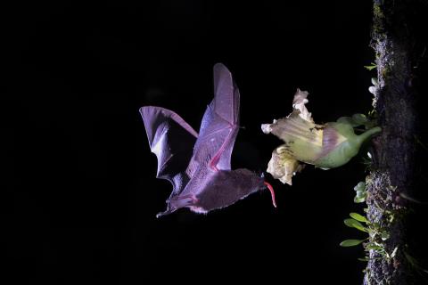 Fledermaus bei der Nahrungsbeschaffung 