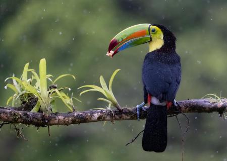 Tukan im Regen