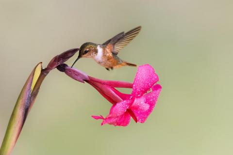 Kolibri im Flug 