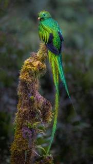 Seltener Quetzal