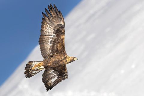 Steinadler