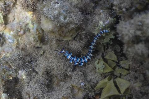 Blauer Drache 
