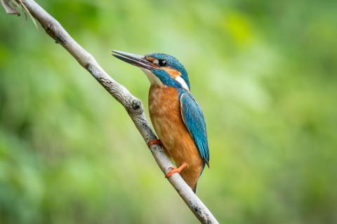 Eisvogel