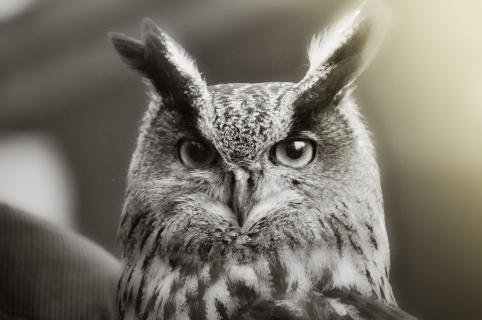 Cpt. Owl