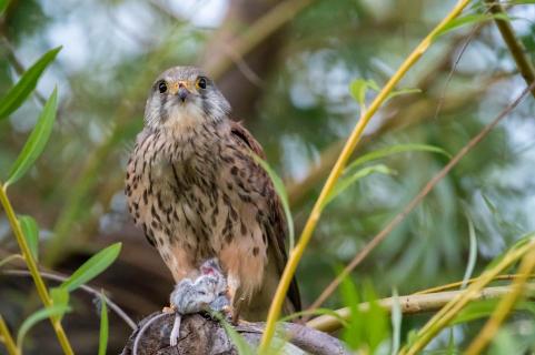 Turmfalke mit Beute