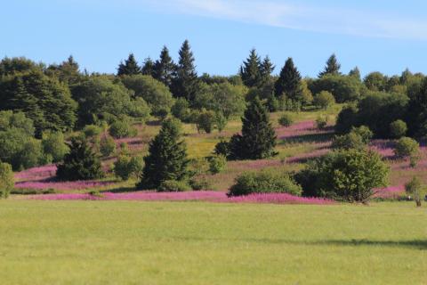 Provence-Ambiente
