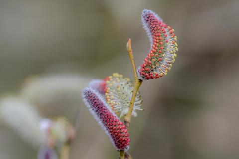 Purpur-Weide (Saix purpurea)