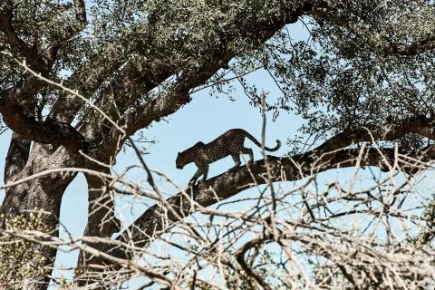 Leopard on the move